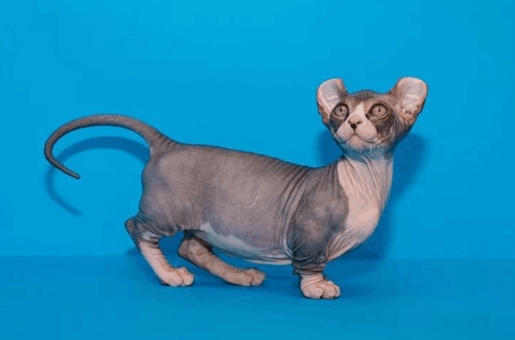 10 smallest cat breeds