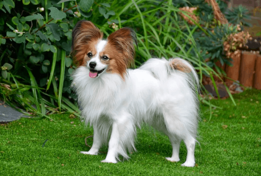 10 smallest dog breeds in the world