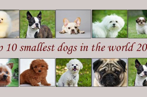10 väikseimat koeratõugu maailmas