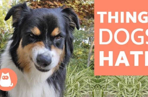 10 things your dog hates