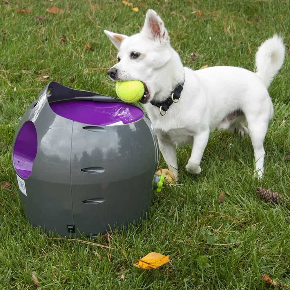 10 Useful Pet Devices from Aliexpress
