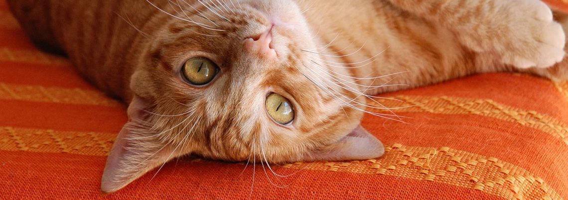 10 Ways Cats Wake Up Their Owners
