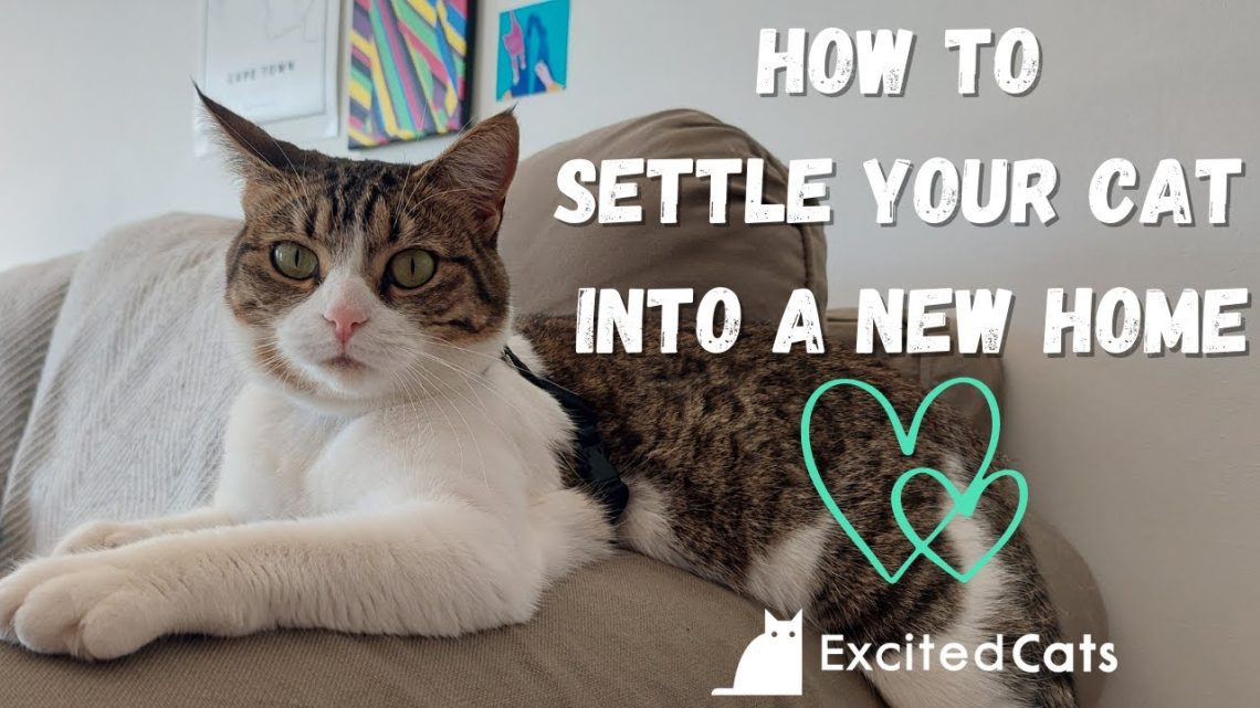 10 ways to help your cat settle into a new home
