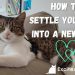 You have decided to get a cat: how to prepare for her appearance in the house
