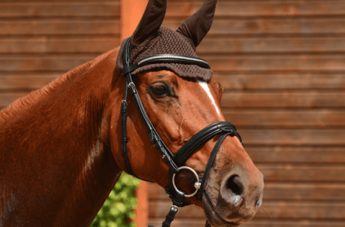 ​1000 and 1 bridle: how to choose the right one to make your horse happy