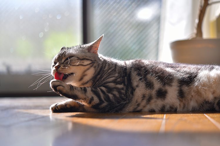 12 reasons why your cat is sick of food