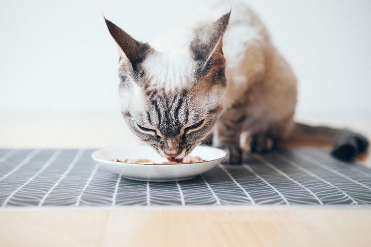 12 reasons why your cat is sick of food