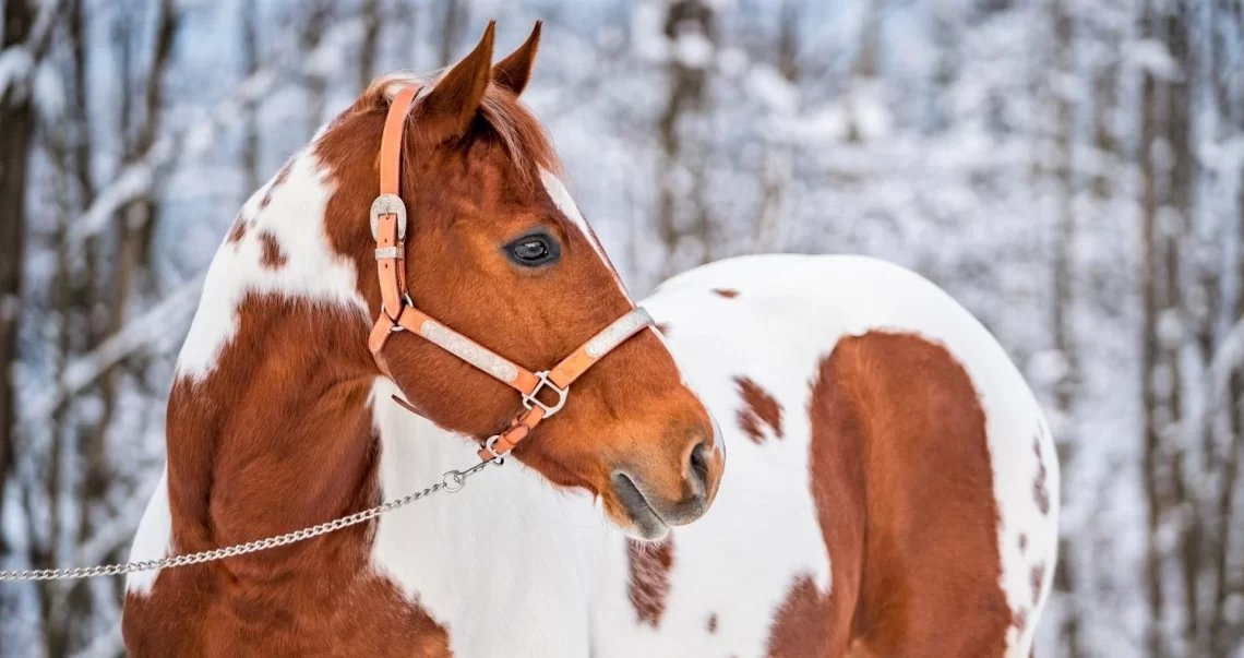 13 Obvious Facts About Horses That Make You Smile