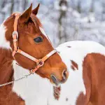13 Obvious Facts About Horses That Make You Smile