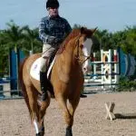 15 tips for riders from George Morris
