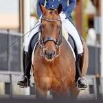 3 exercises for a calm canter