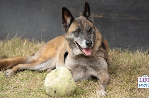 3 ideas for active pastime with an older dog