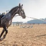 3 ways to improve your horse’s fitness