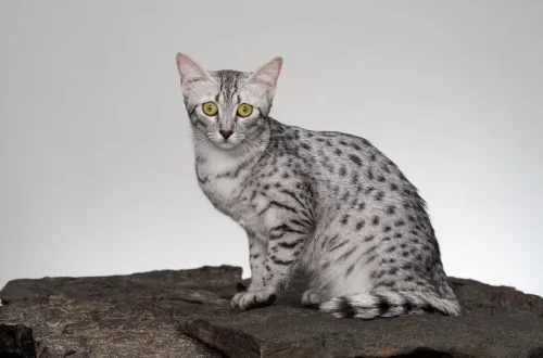 4 Amazing Rare Cat Breeds