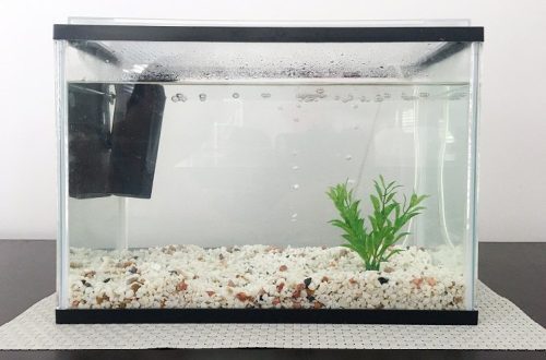 4 tips for setting up an aquarium