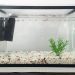 A guide for the beginner aquarist