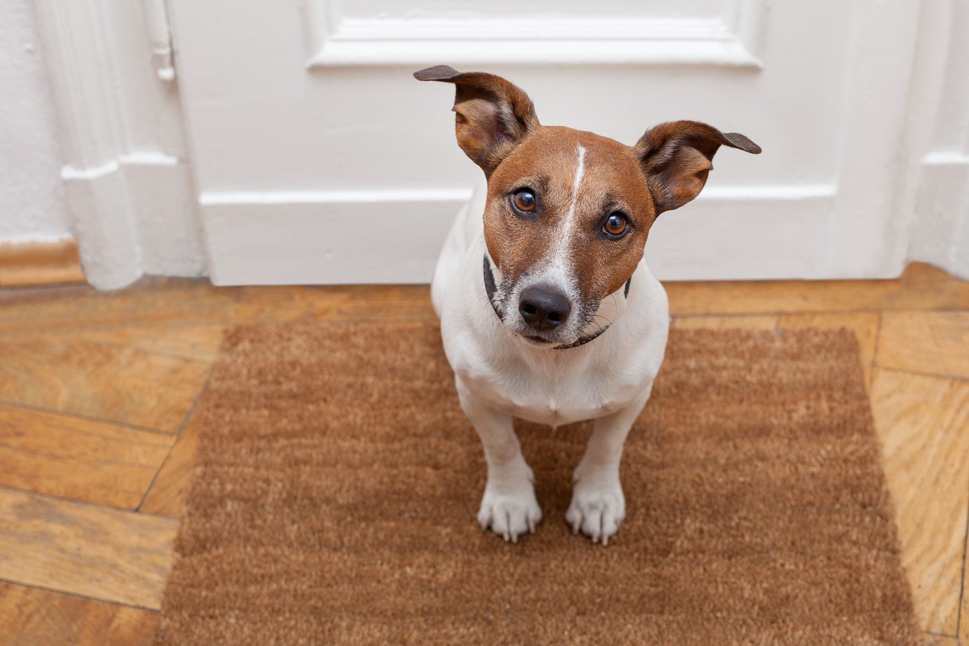 4 tips for toilet training your puppy