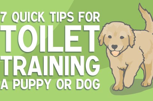 4 tips for toilet training your puppy