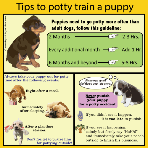 4 useful tips for training puppies