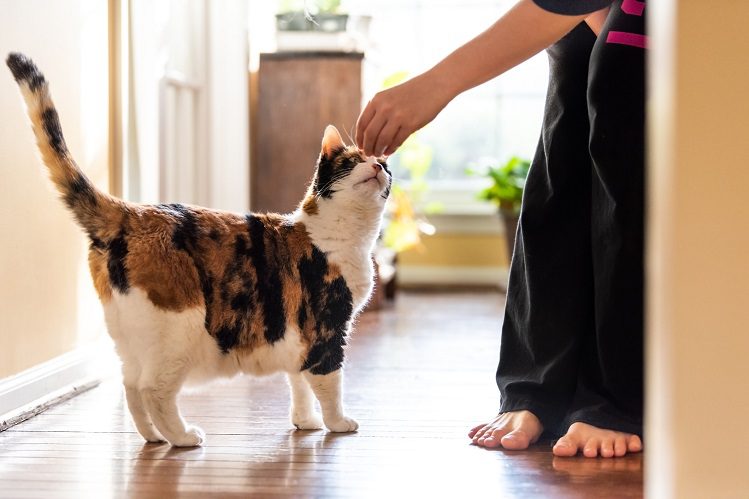 5 cat tricks you can learn today