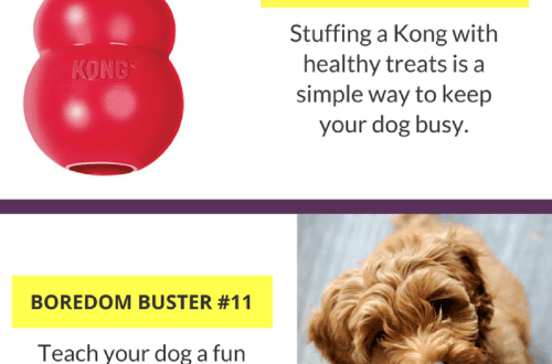 5 ideas for active games with your dog at home