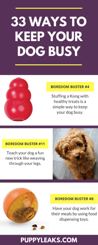 5 ideas for active games with your dog at home