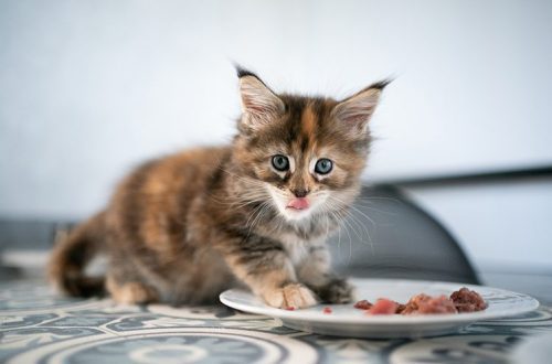 5 reasons why a kitten needs pasta