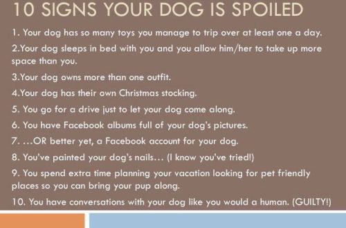 5 signs your dog is spoiled