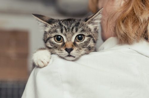 5 steps to the ICD, or why a cat develops urinary stones