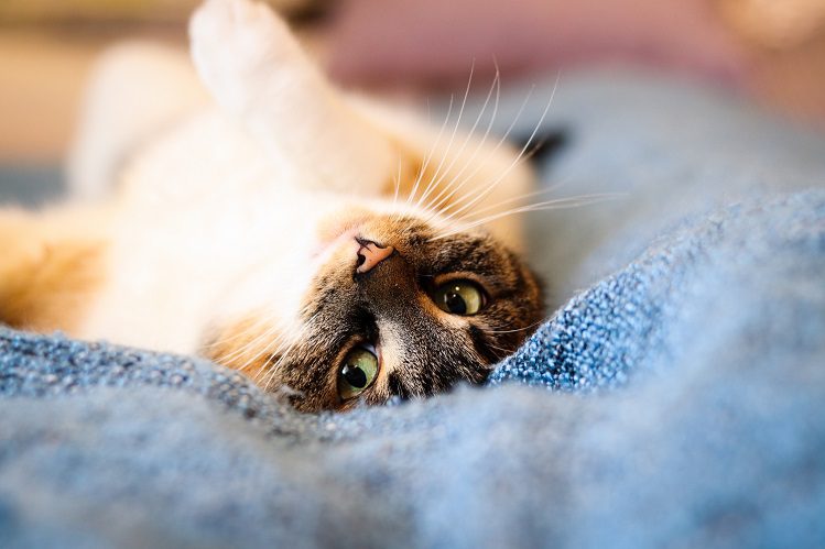 5 steps to the ICD, or why a cat develops urinary stones