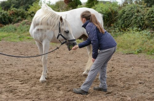 7 Exercises to Improve the Stability and Mobility of Your Horse&#8217;s Core