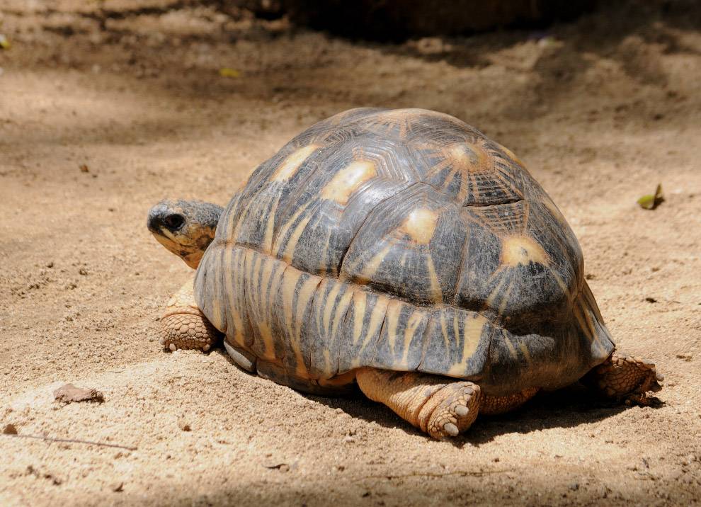 7 oldest turtles in the world