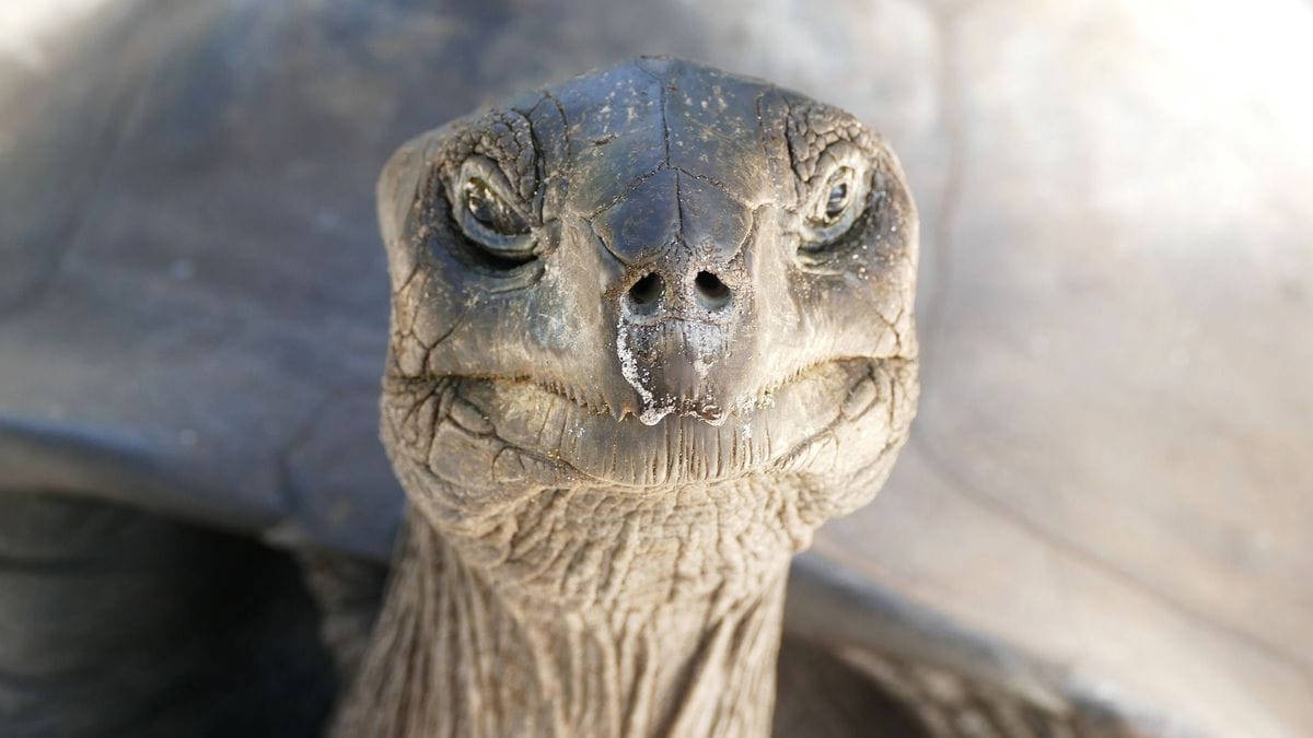 7 oldest turtles in the world