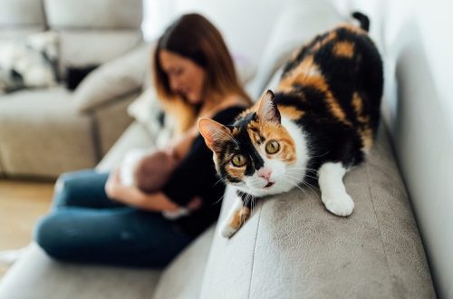 7 popular questions about raising cats