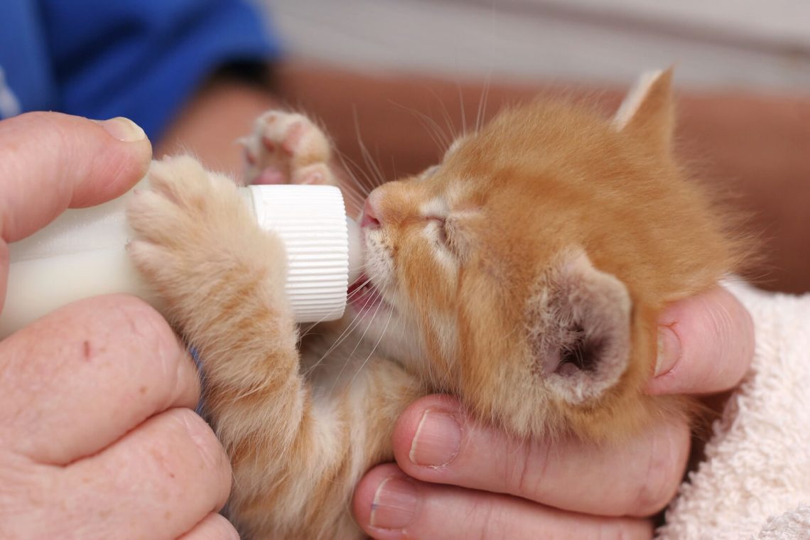 7 tips for caring for newborn kittens