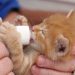7 tips for daily cat care