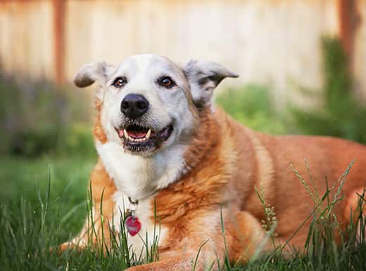 8 Common Diseases in Older Dogs
