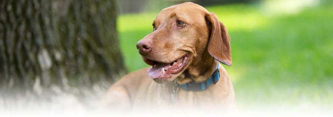 8 Common Diseases in Older Dogs