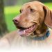 Canine congestive heart failure: prognosis and treatment