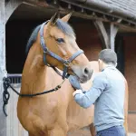 9 Ways to Prepare Your Horse for a Tournament While Riding