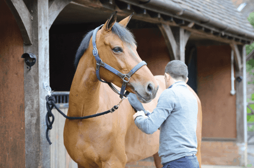 9 Ways to Prepare Your Horse for a Tournament While Riding