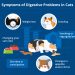 Infectious peritonitis in cats: symptoms, treatment and causes