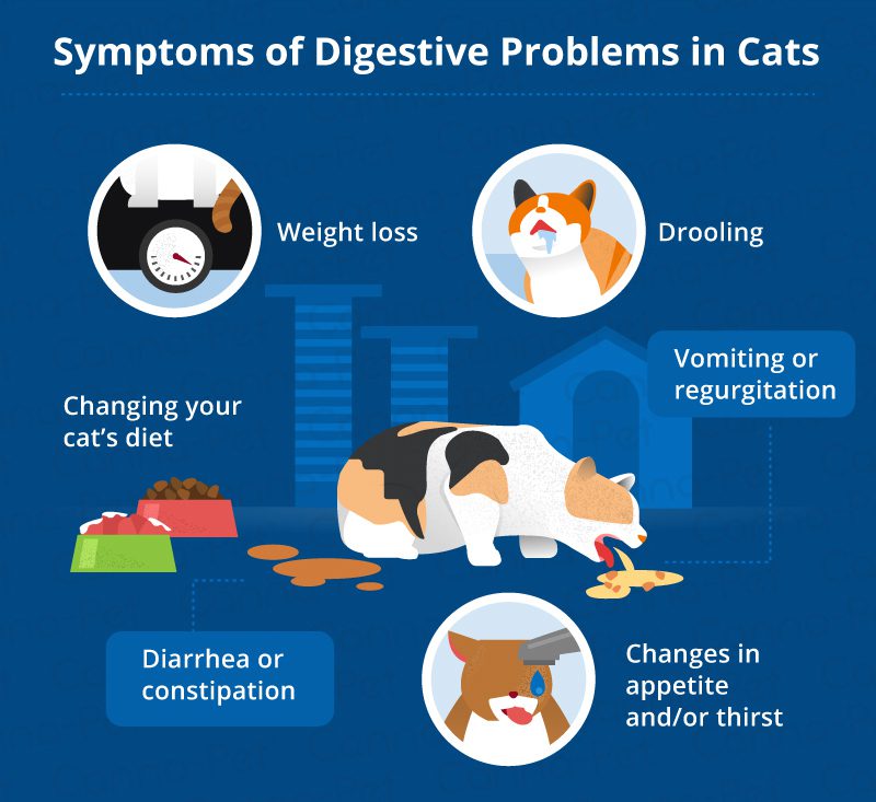A cat has digestive problems: why it happens and what to do