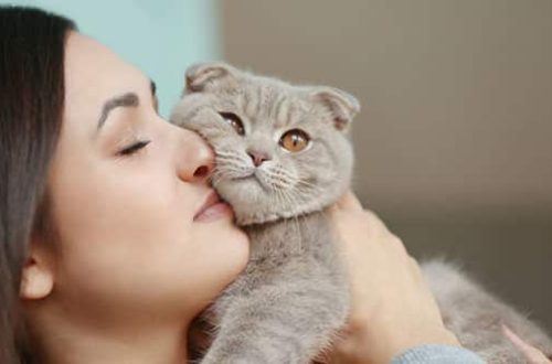 A cat protects a person: how pets take care of their owners