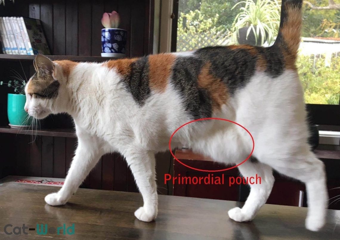 A cat&#8217;s fat tail, or a primordial bag: what is it and why is it needed