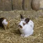 A decorative rabbit or a guinea pig, who is better to have at home?