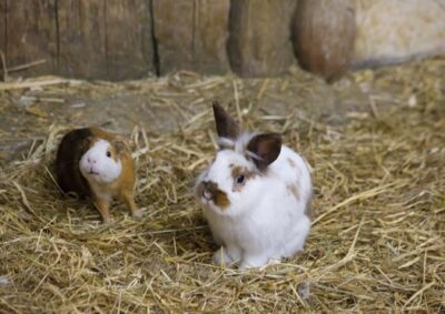 A decorative rabbit or a guinea pig, who is better to have at home?