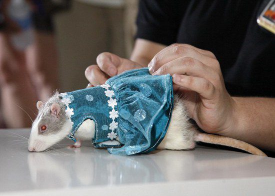 A drinking bowl, clothes, a carrier and a ball for a rat - do a rodent need such accessories?