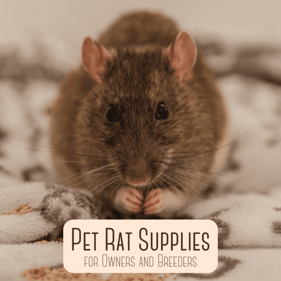 A drinking bowl, clothes, a carrier and a ball for a rat &#8211; do a rodent need such accessories?
