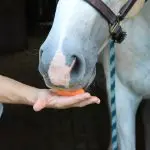 A few words about horse memory and training approaches